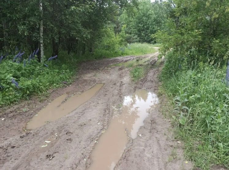 Дорога после дождя. Фото: Юлия Бажина / gipernn.ru