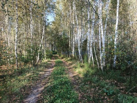poselok-sitniki-gorodskoy-okrug-bor фото