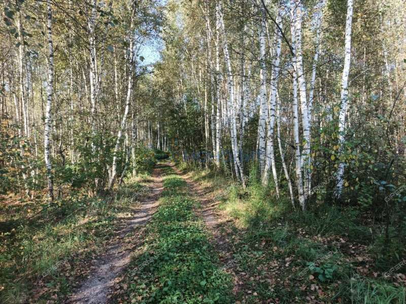 земельный участок 7,81 сотки Центральная улица посёлок Ситники