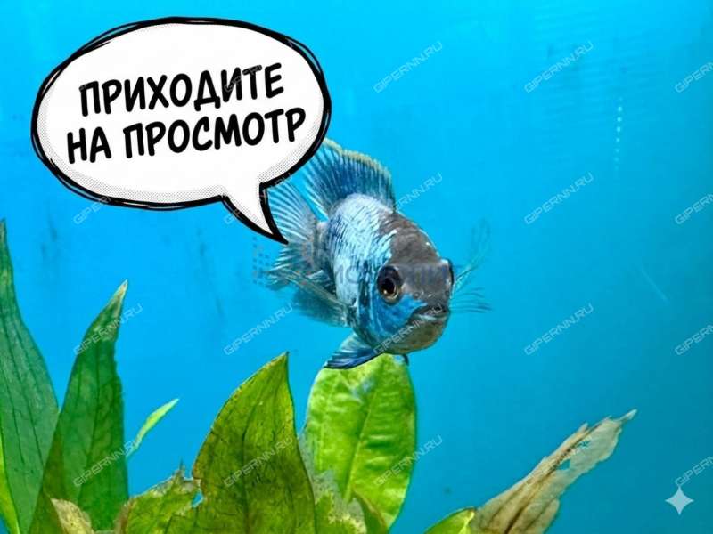 трёхкомнатная квартира на улице Чкалова дом 28