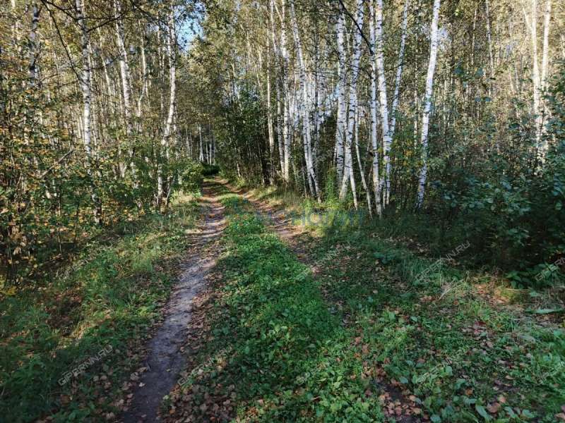 земельный участок 7,81 сотки Центральная улица посёлок Ситники