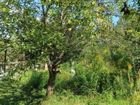 snt-berezka-1-bogorodskiy-municipalnyy-okrug фото