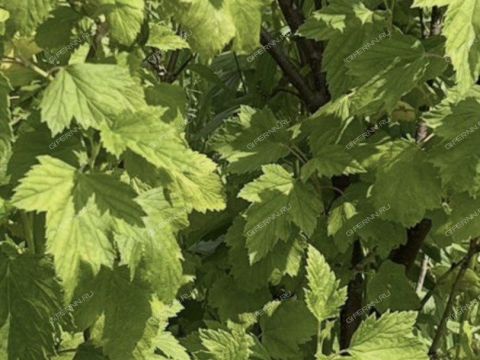 derevnya-yagodnoe-bogorodskiy-municipalnyy-okrug фото