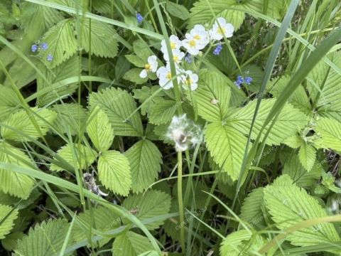 derevnya-yagodnoe-bogorodskiy-municipalnyy-okrug фото