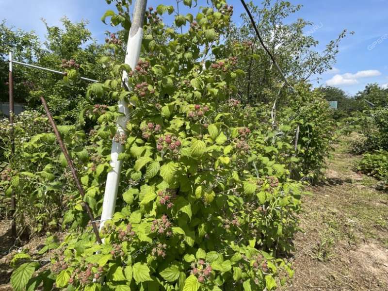 дача на  Дружба-86 снт