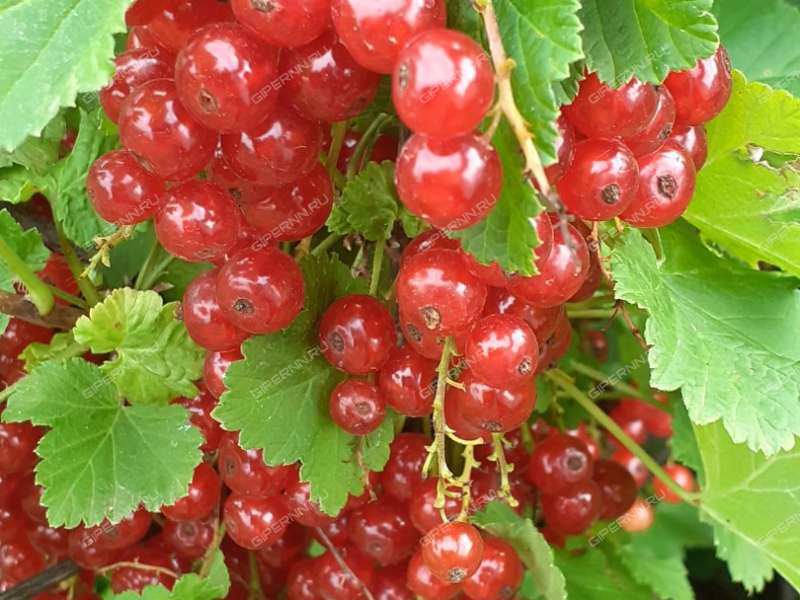 четырёхкомнатная квартира на Школьной улице дом 42а село Елизарово