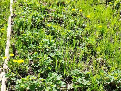dacha-snt-sokol-sad-n1-snt-sokol-sad-1 фото