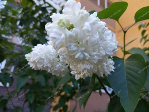 2-komnatnaya-prosp-gagarina-d-101-k5 фото