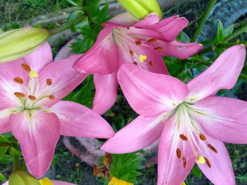 dom-selo-bogoyavlenie-dalnekonstantinovskiy-rayon фото