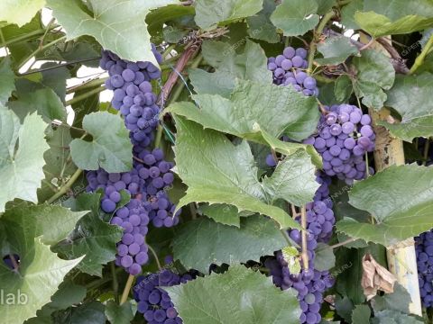 dom-derevnya-frolovskoe-kstovskiy-rayon фото