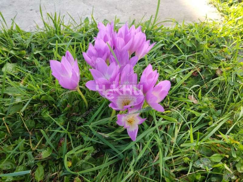 дом на  деревня Кипрево