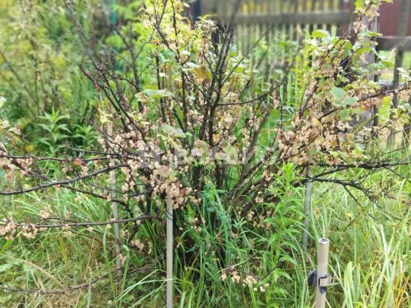 дом на  деревня Белкино (Ямновский сельсовет)